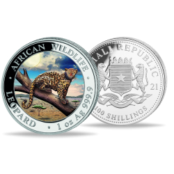 @1 ONZA 2021 + COLORES@ SOMALIA 100 SHILLINGS 2021 LEOPARDO EN RAMA African Wildlife MONEDA DE PLATA PROOFLIKE Oz FARBE COLOURED
